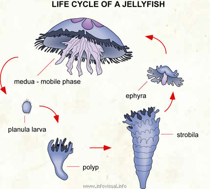 Life Cycle - Box Jellyfish: The Deadliest Cnidarians On Earth!